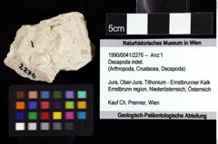 Foto (Objket + Etiketten) von Decapoda indet. 